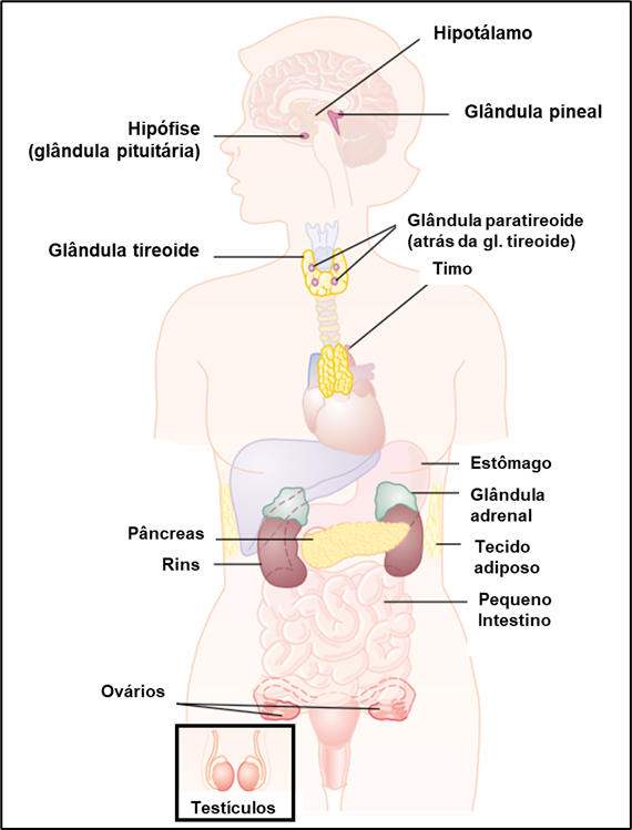 locais de produção de hormônio no corpo